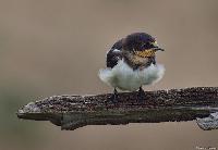 Barn Swallow