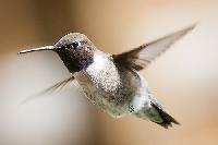 Black Chinned Hummingbird