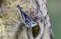 Black and White Warbler