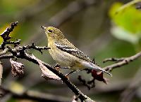 Blackpoll Warbler