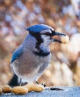 Blue Jay