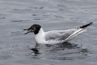 Bonapartes Gull
