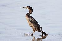 Brandts Cormorant