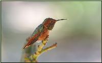 Broad Tailed Hummingbird