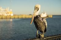 Brown Pelican