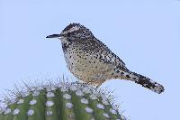Cactus Wren