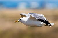 California Gull