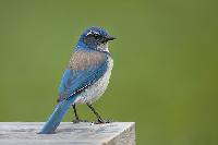 California Scrub Jay