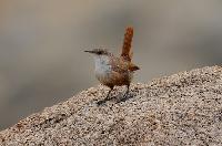 Canyon Wren