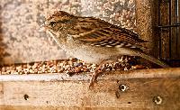Chipping Sparrow