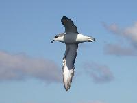 Cooks Petrel