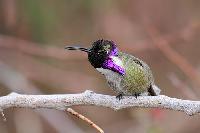 Costas Hummingbird