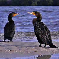 Double Crested Cormorant