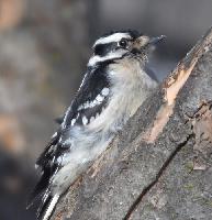 Downy Woodpecker