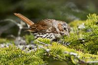 Fox Sparrow