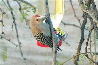 Gila Woodpecker