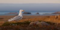 Glaucous Gull