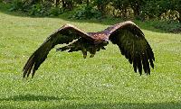 Golden Eagle