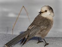 Gray Jay