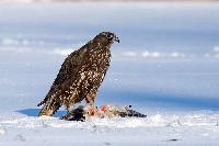 Gyrfalcon