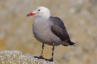 Heermans Gull