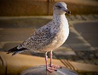 Herring Gull