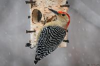 Ladder Backed Woodpecker