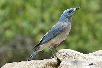 Mexican Jay