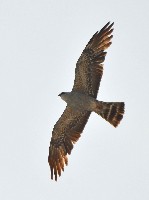 Mississippi Kite