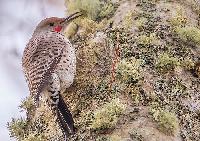 Northern Flicker