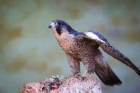 Peregrine Falcon