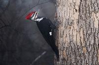 Pileated Woodpecker