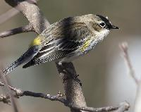 Pine Warbler