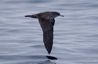 Pink Footed Shearwater