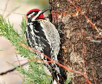 Red Naped Sapsucker