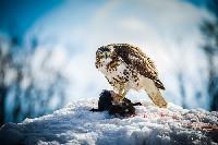 Red Tailed Hawk