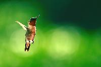 Ruby Throated Hummingbird