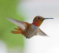 Rufous Hummingbird