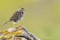 Savannah Sparrow