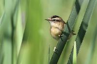 Sedge Warbler