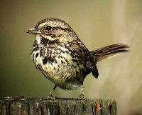 Song Sparrow