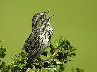 Song Sparrow