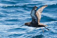Sooty Shearwater