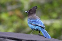 Stellars Jay