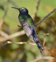 Swallow Tailed Hummingbird