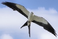 Swallow Tailed Kite