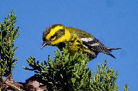 Townsends Warbler