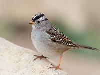 White Crowned Sparrow