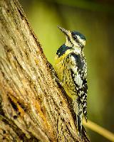 Yellow Bellied Sapsucker