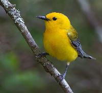Yellow Warbler